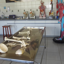 Laboratório de Anatomia